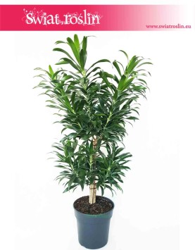 Dracena Reflexa, Dracaena Reflexa, Pleomele Reflexa, Dracena Odwrócona, roślina doniczkowa na pniu