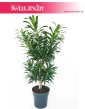Dracena Reflexa, Dracaena Reflexa, Pleomele Reflexa, Dracena Odwrócona, roślina doniczkowa na pniu