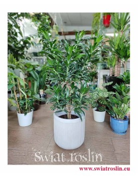 Dracaena 'Reflexa' Dracena Odwrócona - Pleomele