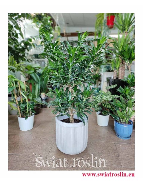 Dracena Odwrócona, Dracena Reflexa, Dracaena Reflexa, Pleomele Reflexa