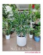 Dracaena 'Reflexa' Dracena Odwrócona - Pleomele