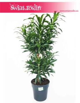Dracena Reflexa, Dracaena Reflexa, Pleomele Reflexa, Dracena Odwrócona, duże rośliny doniczkowe