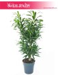 Dracena Reflexa, Dracaena Reflexa, Pleomele Reflexa, Dracena Odwrócona, duże rośliny doniczkowe, wysyłka roślin