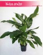 Spathiphyllum Alfetta, Skrzydłokwiat Alfetta, kwiaty doniczkowe sklep Kraków