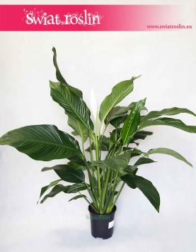 Spathiphyllum Alfetta, Skrzydłokwiat Alfetta, internetowy sklep z roślinami online