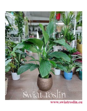 Spathiphyllum Alfetta, Skrzydłokwiat Alfetta, duże rośliny doniczkowe, modne rośliny doniczkowe