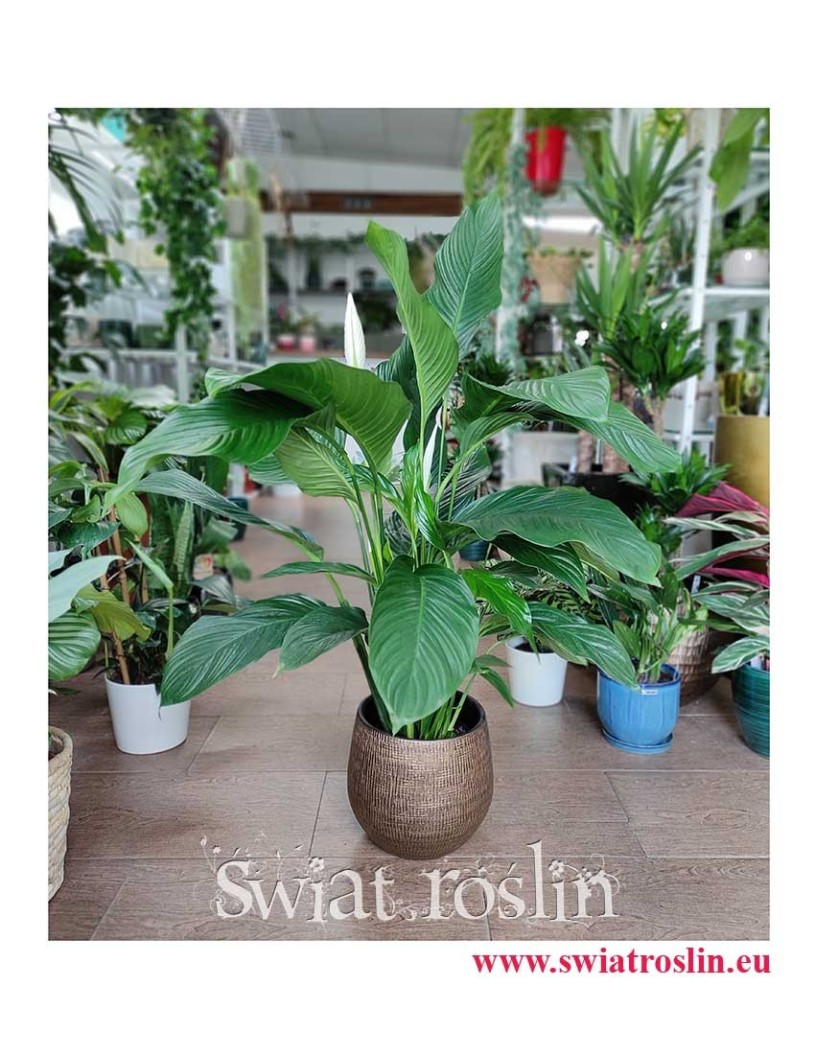 Spathiphyllum Alfetta, Skrzydłokwiat Alfetta, duże rośliny doniczkowe, modne rośliny doniczkowe