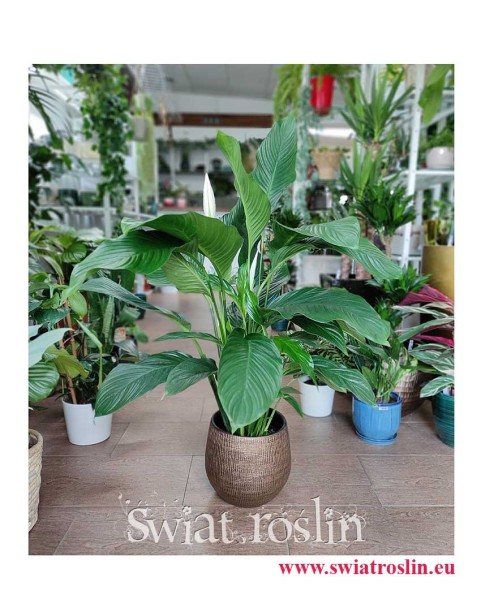 Spathiphyllum Alfetta, Skrzydłokwiat Alfetta, duże rośliny doniczkowe, modne rośliny doniczkowe
