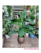 Spathiphyllum Alfetta, Skrzydłokwiat Alfetta, duże rośliny doniczkowe, modne rośliny doniczkowe