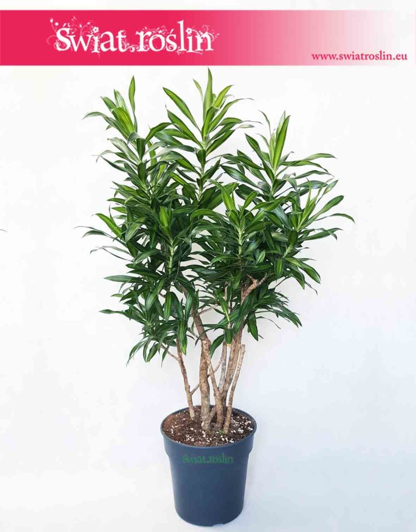 Duża Dracena Song of Jamaica, Wielka Dracaena Song of Jamaica, Pleomele Song of Jamaica, Dracena Odwrócona