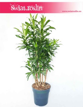 Wielka Dracaena Song of Jamaica, Krzew Pleomele Song of Jamaica, wielka Dracena Odwrócona.
