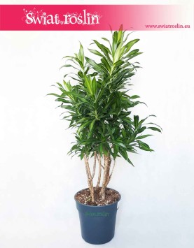 Wielka Dracena Song of Jamaica, Duża Dracaena Song of Jamaica, Pleomele Song of Jamaica, Dracena Odwrócona, duże rośliny Kraków,