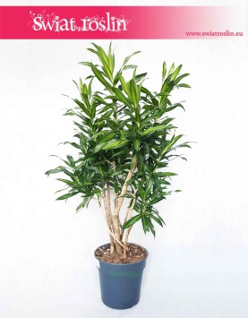Drzewko Dracena Song of Jamaica, Krzew Dracaena Song of Jamaica, Pleomele Song of Jamaica, duża dracena, duża roślina doniczkowa
