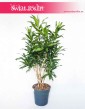 Drzewko Dracena Song of Jamaica, Krzew Dracaena Song of Jamaica, Pleomele Song of Jamaica, duża dracena, duża roślina doniczkowa