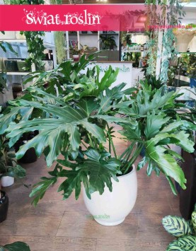Philodendron Cum Laude, Filodendron Cum Laude, Thaumatophyllum Cum Laude duże rośliny doniczkowe