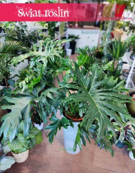 Philodendron Cum Laude, Filodendron Cum Laude, Thaumatophyllum Cum Laude, duży filodendron