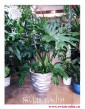 Philodendron Cum Laude, Filodendron Cum Laude, Thaumatophyllum Cum Laude, duże wielki rośliny Kraków