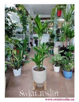 Dracaena Fragrans Arturo, Dracena Wonna Arturo, duze rośliny doniczkowe, wysyłka roślin doniczkowych, sklep internetowy