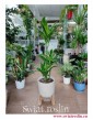 Dracaena Fragrans Arturo, Dracena Wonna Arturo, duze rośliny doniczkowe, wysyłka roślin doniczkowych, sklep internetowy