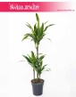 Dracaena Fragrans Arturo, Dracena Wonna Arturo, rośliny doniczkowe sklep internetowy online