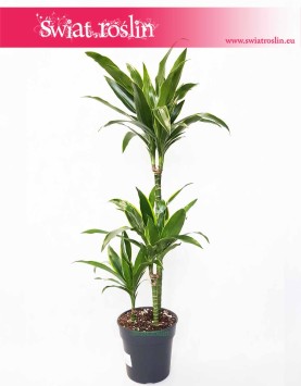 Dracaena Fragrans Arturo, Dracena Wonna Arturo, rośliny Kraków, sklep z roślinami, wysyłka roślin
