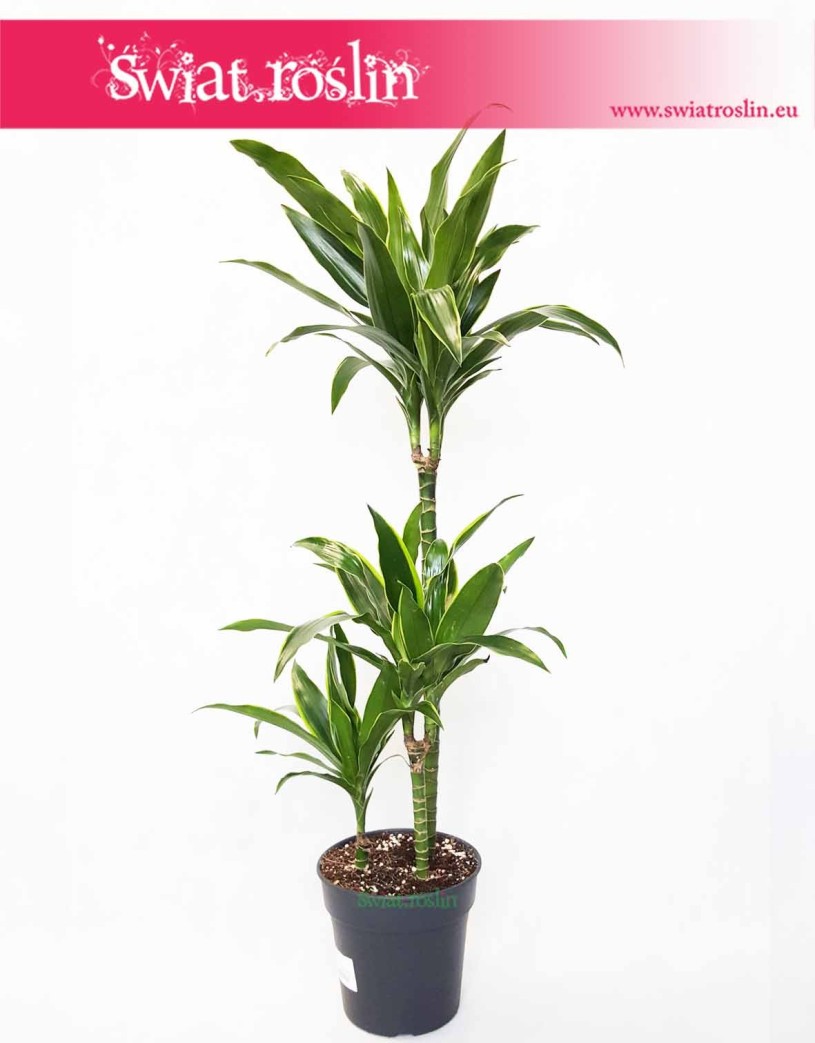 Dracaena Fragrans Arturo, Dracena Wonna Arturo, rośliny Kraków, sklep z roślinami, wysyłka roślin
