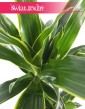 Dracaena Fragrans Arturo, Dracena Wonna Arturo, rośliny z instagrama, popularne rośliny doniczkowe