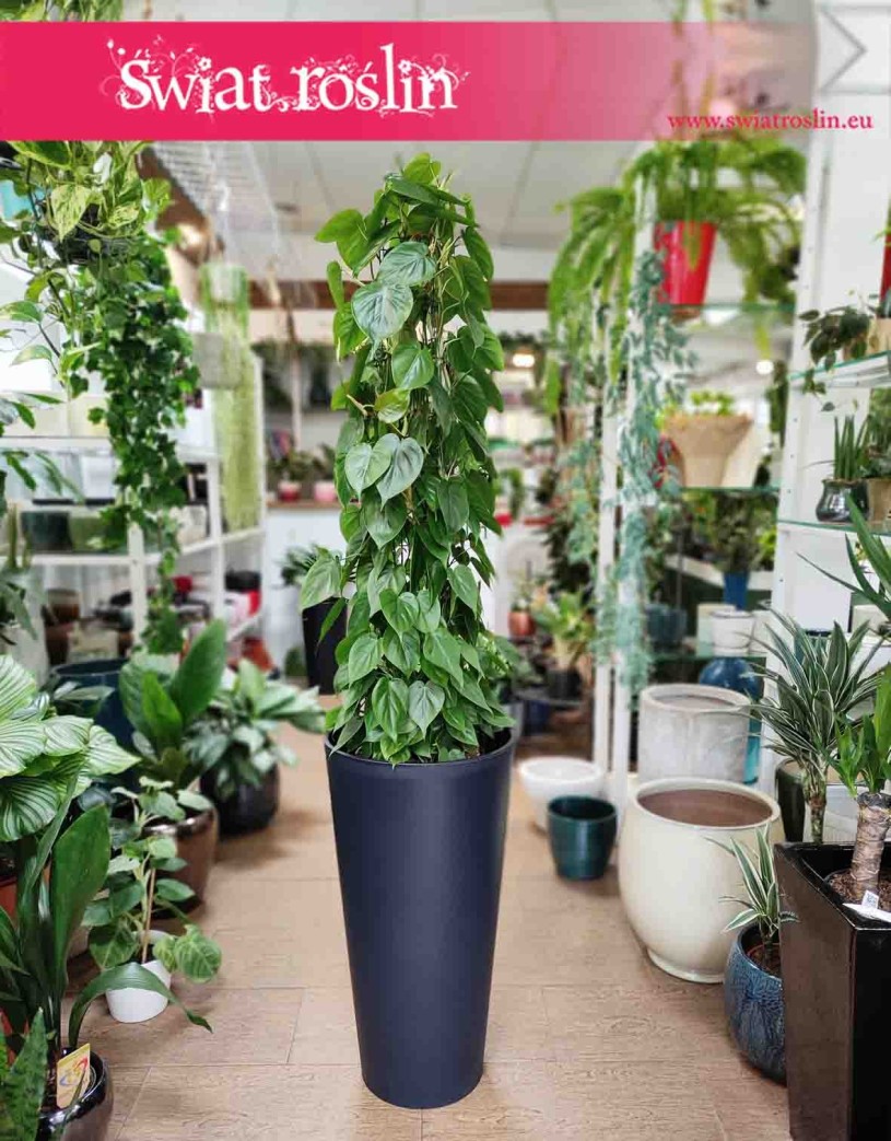 Duży Filodendron Scandens na stelażu, duży Filodendron Pnący, duzy Philodendron Scandens na metalowej kracie.