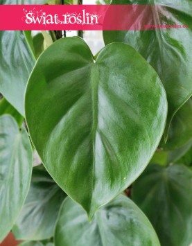 Duży Filodendron Scandens na stelażu, duży Filodendron Pnący, na metalowej kracie, popularne rosliny doniczkowe sklep online