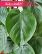 Duży Filodendron Scandens na stelażu, duży Filodendron Pnący, na metalowej kracie, popularne rosliny doniczkowe sklep online