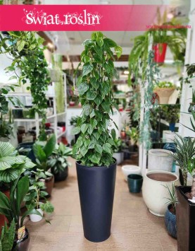Duży Filodendron Scandens na stelażu, duży Filodendron Pnący, na metalowej kracie, duże rośliny doniczkowe sklep