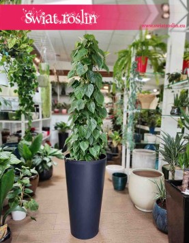 Duży Filodendron Scandens na stelażu, duży Filodendron Pnący, na metalowej kracie, duże kwiaty doniczkowe sklep