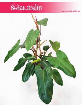 Philodendron Red Twins, Filodendron Red Twins, pnącze, rośliny kraków sklep