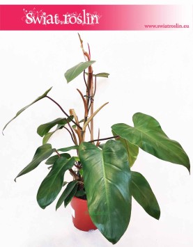 Philodendron Red Twins, Filodendron Red Twins, pnącze, sklep online z pnączami, modne rośliny doniczkowe, pnącza