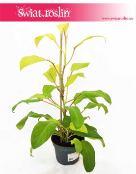 Philodendron Malay Gold Filodendron, Philodendron Hansoti's Gold Filodendron, Filodendron Lemon Lime, wysyłka roślin sklep