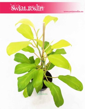 Philodendron Malay Gold Filodendron, Philodendron Hansoti's Gold Filodendron, Filodendron Lemon Lime, sklep z roślinami