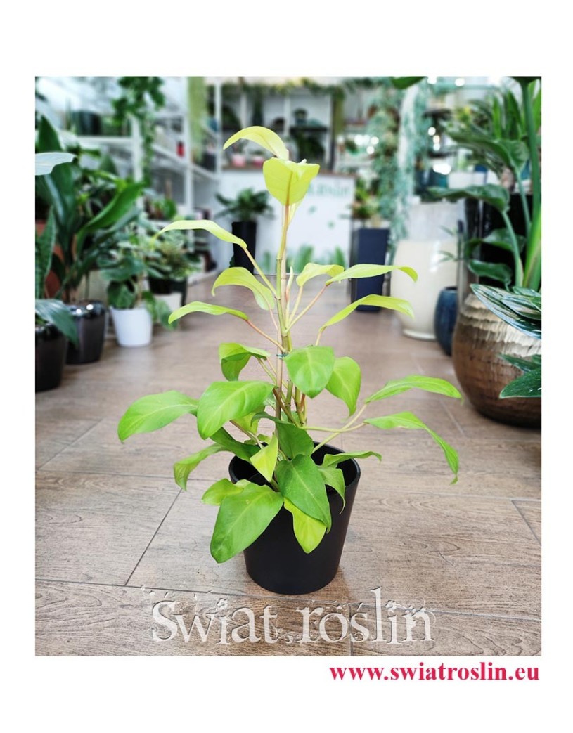 Philodendron Malay Gold Filodendron, Philodendron Hansoti's Gold Filodendron, Filodendron Lemon Lime, rośliny z instagrama