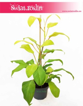 Philodendron Malay Gold Filodendron, Philodendron Hansoti's Gold Filodendron, Filodendron Lemon Lime, rośliny Kraków sklep