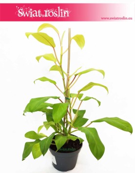 Philodendron Malay Gold Filodendron, Philodendron Hansoti's Gold Filodendron, Filodendron Lemon Lime, rośliny doniczkowe sklep