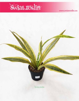 Sansevieria Lauren, Sansewieria Lauren, sklep z roslinami