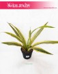 Sansevieria Lauren, Sansewieria Lauren, sklep z roslinami