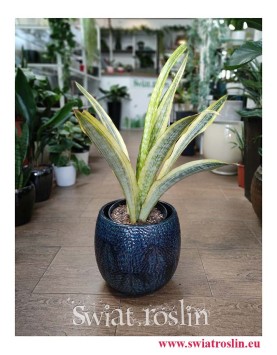 Sansevieria Lauren, Sansewieria Lauren, rośliny kwiaty doniczkowe sklep online