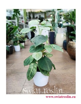 Syngonium Ice Frost, Zroślicha Ice Frost, sklep z roslinami online, internetowy sklep z roslinami, wysyłka roślin