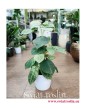 Syngonium Ice Frost, Zroślicha Ice Frost, sklep z roslinami online, internetowy sklep z roslinami, wysyłka roślin