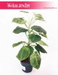 Syngonium Ice Frost, Zroślicha Ice Frost, modne rośliny doniczkowe, popularne rosliny do domu