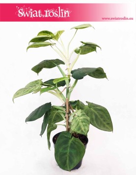 Syngonium Ice Frost, Zroślicha Ice Frost, kwiaty doniczkowe sklep online
