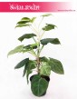 Syngonium Ice Frost, Zroślicha Ice Frost, kwiaty doniczkowe sklep online