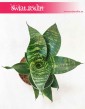 Sansevieria Hahnii Green, Sansewieria Hahnii Green, popularne rosliny doniczkowe