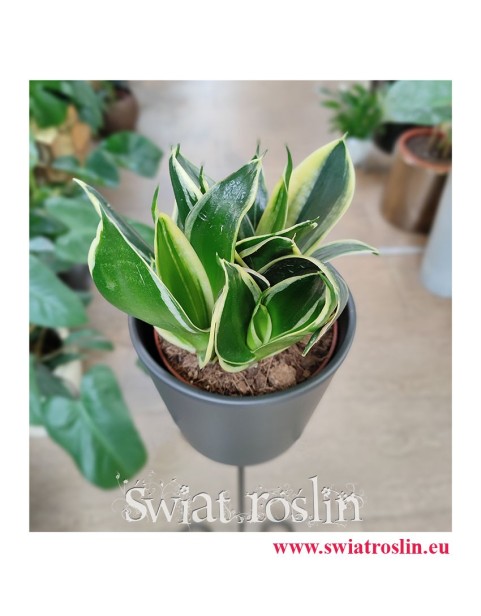 Sansevieria Hahnii Jade Marginata, Sansewieria Hahnii Jade Marginata, rośliny doniczkowe sklep online, popularne rośliny