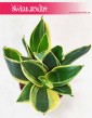 Sansevieria Hahnii Jade Marginata, Sansewieria Hahnii Jade Marginata, rośliny do bira, sklep z roslinami